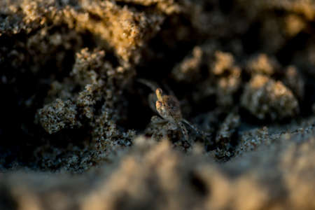 Sand crabs,Focus on baby crab on beach it go out hole and search food,A beautiful pale yellow Horned Ghost Crab hiding in its burrowの写真素材