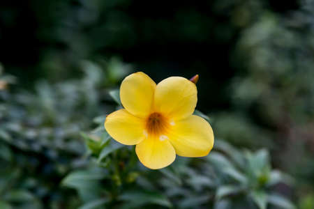 Yellow flower with space on background selective focusの写真素材