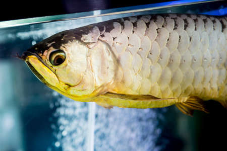 Golden Arowanaの写真素材