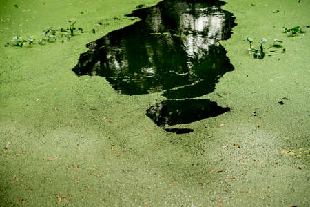 An Image of Waterweedの写真素材