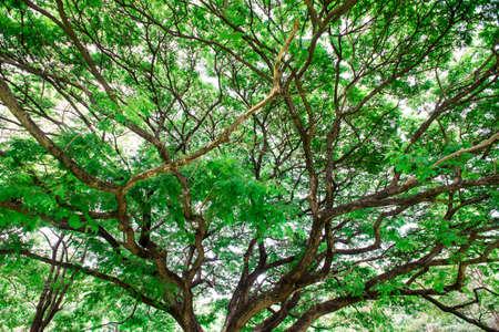 big Tree,Shadeの写真素材