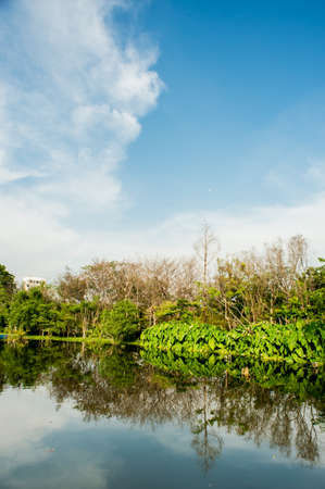 Green field and cloudy sky,parkの写真素材