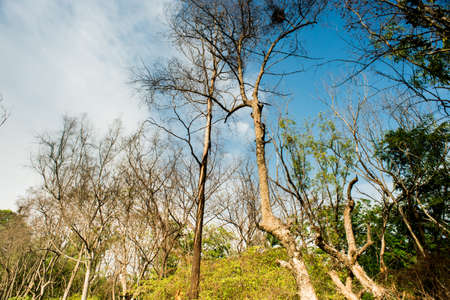 Green field and cloudy sky,parkの写真素材