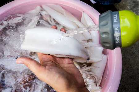 Shopkeeper cleaning squidsの写真素材