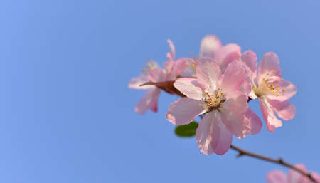 Pink flowers in blue sky. Closeup of Pink crab apple flowers with blue sky background.