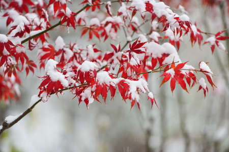 red maple leaves in  winter .の写真素材