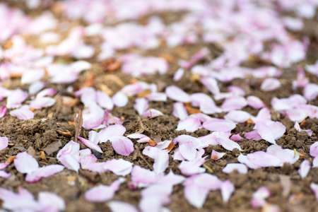 Pink petals on soilの写真素材