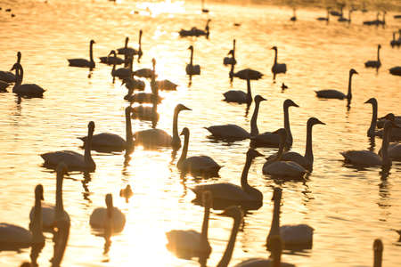 Silhouette of Swans and golden lake before duskの写真素材
