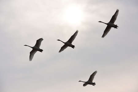 Silhouette of swans flying in the sky with sun