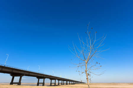 It is a sunny day with blue sky in winter.An slanting tree standing  beside the bridge lonely with little leaves.のeditorial素材