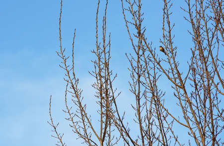 natural rhythm of plant and wild bird before spring.の写真素材