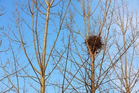 natural rhythm of lines and life before spring.の写真素材