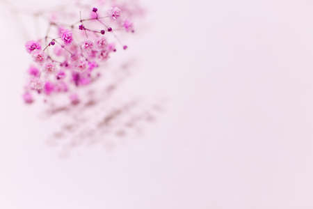 Pink baby's breath with pink background. dry flower decoration.の写真素材