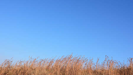 Brown grasses under the blue sky in autumn/winter.の写真素材