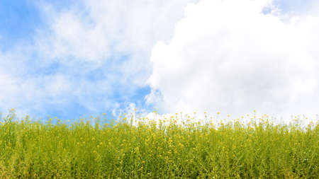 Yellow and green wild flowers with blue sky and white clouds in springの写真素材