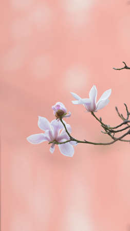 Magnolia flower with flesh pink background.の写真素材