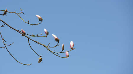Beautiful Magnolia flower buds with blue sky in early spring of China.の写真素材