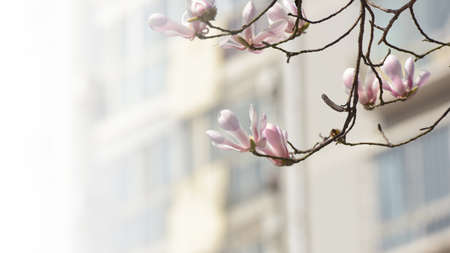Beautiful Magnolia flowers with buildings in sunny day.の写真素材