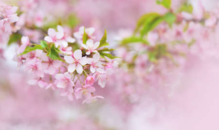 Cherry flowers with green leaves and pink background