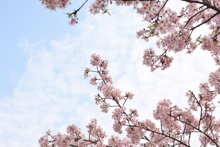 Cherry flowers with space as background