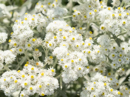 Many anaphalis flowers, pearl colored. White and yellow, milky shades. Focus in the center of shot. Sunny summer day.の写真素材