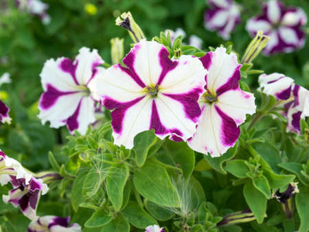 Three flowers petunias in focus on the flowerbed. White and violet colored, grandiflora form flowers. Sunny summer day.の写真素材