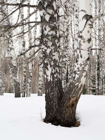 Two trunks of birch root closeup. Daylight, winter sun, forest. Background.の写真素材