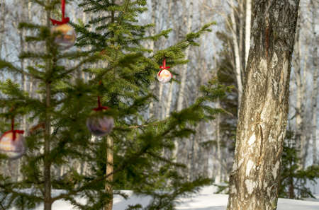 Some christmas balls on the fir-tree. One sharp ball beyond. Inspiration for the Christmas. Daylight, winter sun, forest, preparing time.の写真素材