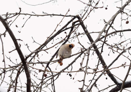 Curious waxwing on a branch with dry apple. Winter, snowing weather, daylight.の写真素材