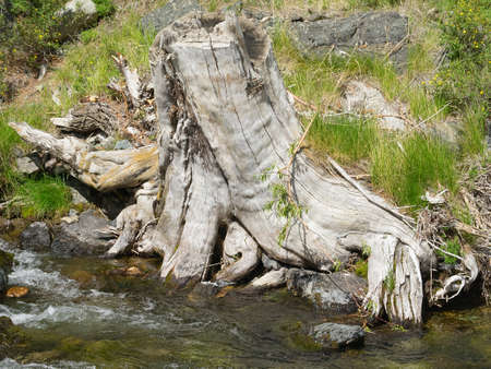 The tree stump on the bank of river. Sunny weather. Summer, Mountain Altai region.の写真素材