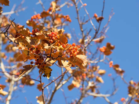Bunch of hawthorn against the sky. Daylight, sunny day, nature. Texture.の写真素材