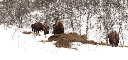 Male adult bison, four individuals. Altai Breeding bison place. Panorama of three snapshot. The feeding place in bison nursery, Russia, Siberia, Altai mountains. Cloudy day, late autumn, frosty.の写真素材