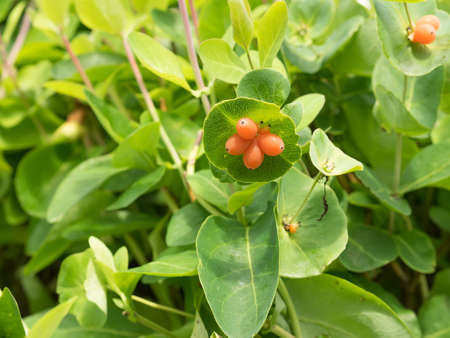 Fruit on the bush, Lonicera caprifolium. Green leaves tinged with milk, orange berries in the inflorescence. Summer sunny day.の写真素材