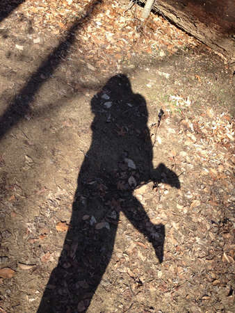 A walk in the forest 