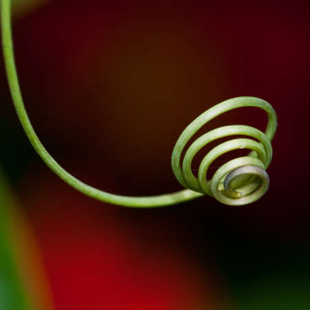 A passion flower tendril coils through the shot.の写真素材