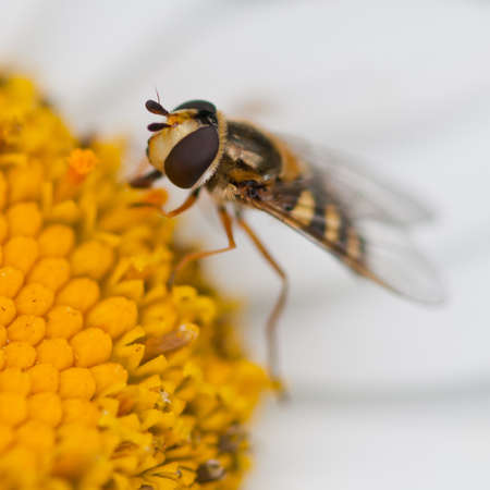 A hoverfly sits on an ox eye daisy.