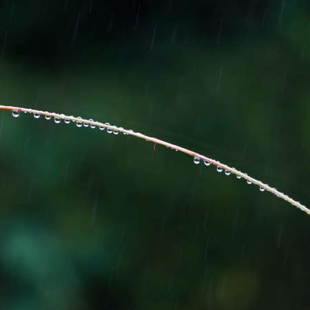Raindrops hanging from a stem during a shower.の写真素材