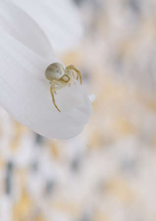 A crab spider blends into its surroundings.の写真素材