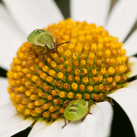 A pair of shield bugs populate an ox eye daisy.の写真素材