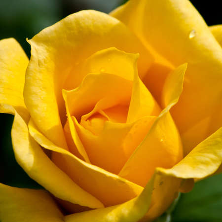A yellow rose of variety Queen Mother.の写真素材