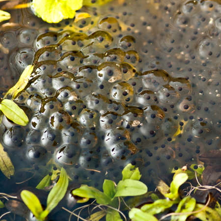 A collection of frogspawn sitting on top of a pond.の写真素材