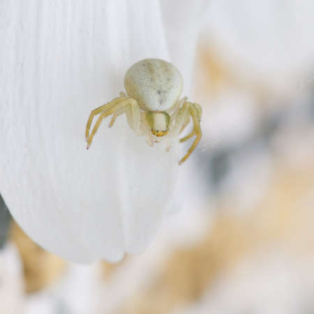 A crab spider hides in plain sight.