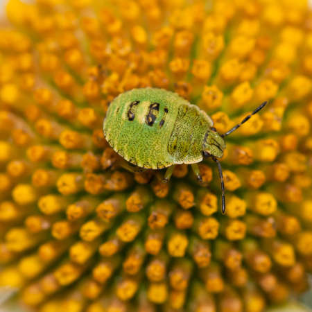 A green shield bug sits atop an ox eye daisy.の写真素材