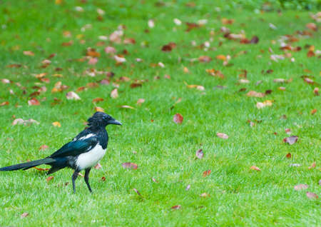 A young magpie stands on a lawn strewn with autumnal leaf litter.