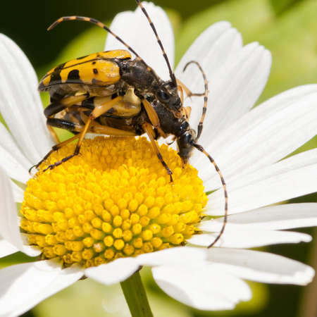 Two longhorn beetles meet up and party!の写真素材