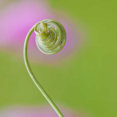 A passion flower tendril coiled up and covered in water.
