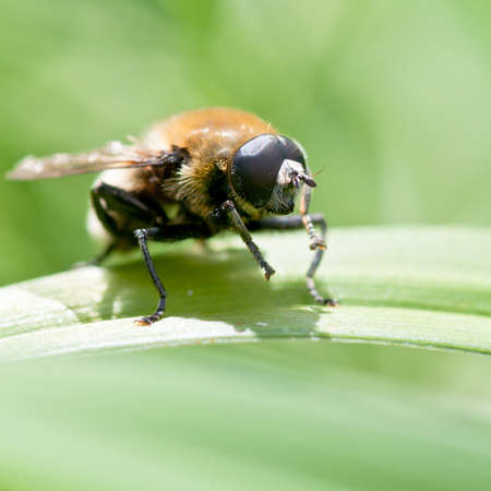 A fly sits atop a green leaf.の写真素材