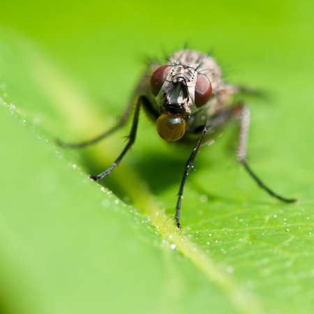 A fly sits on a leaf blowing bubbles.