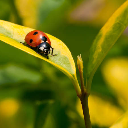 A ladybird walks down a leaf.