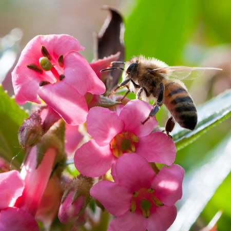 A bee scales some pink escallonia flowers.